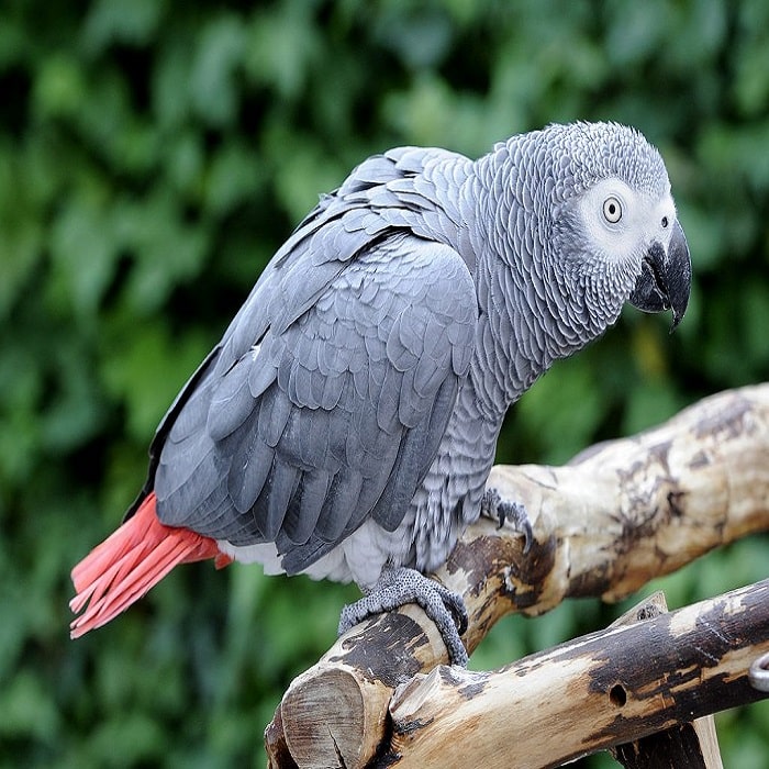 African Grey Parrot For Sale - Adopt African Grey Parrot - Grey Parrot Cost