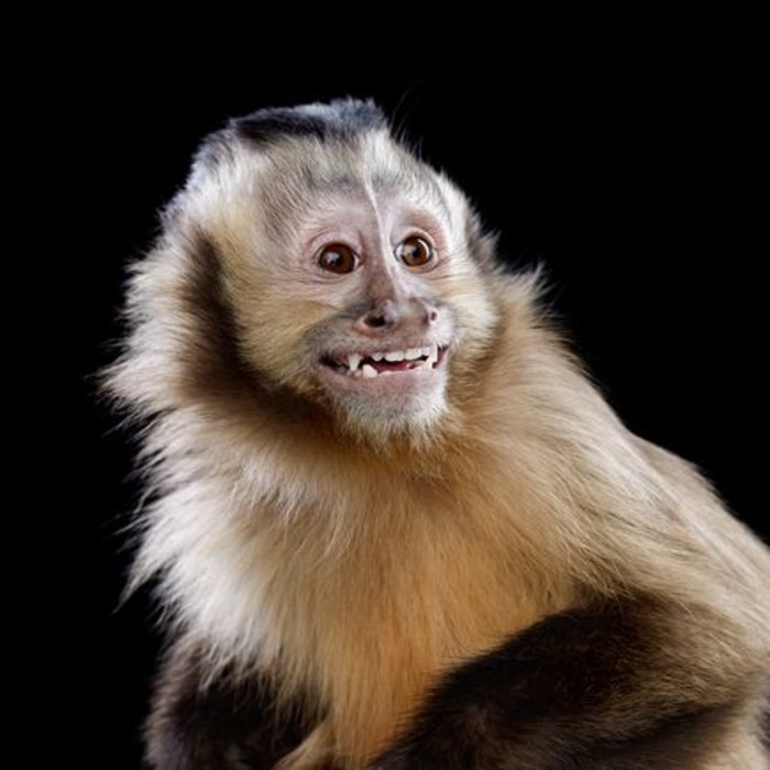 Capuchin Monkey For Sale Adopt Capuchin Monkey Capuchin Monkey