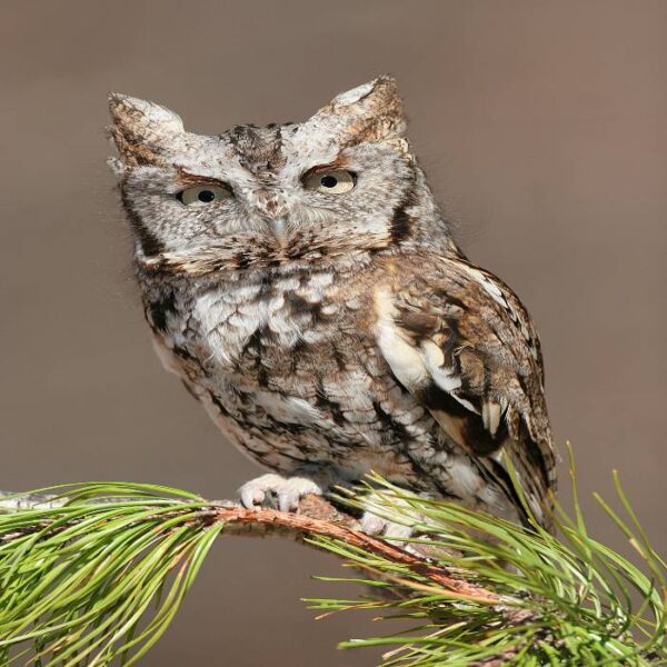 eastern-screech-owl-for-sale-adopt-eastern-screech-owl-price-facts