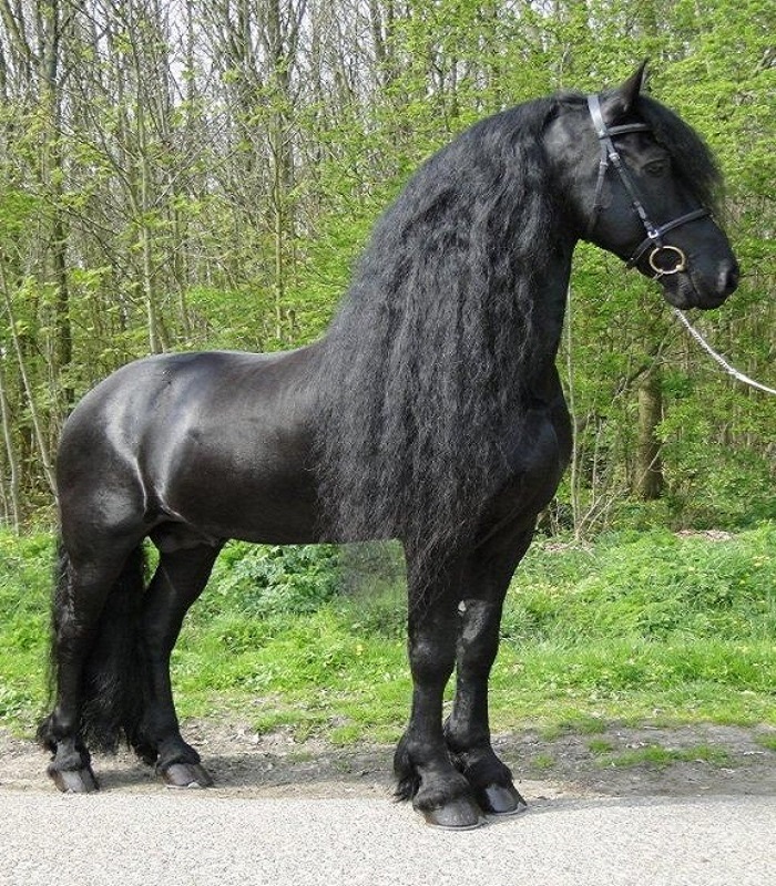Friesian horse for sale