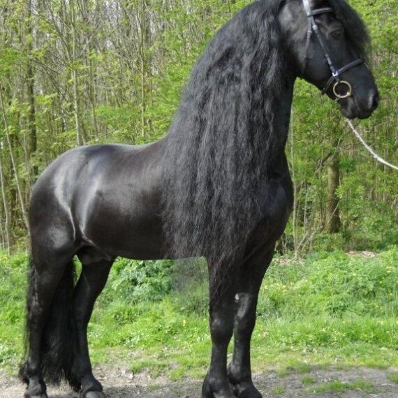 Friesian Horses For Sale - Adopt Friesian Horses For Sale Donate Now