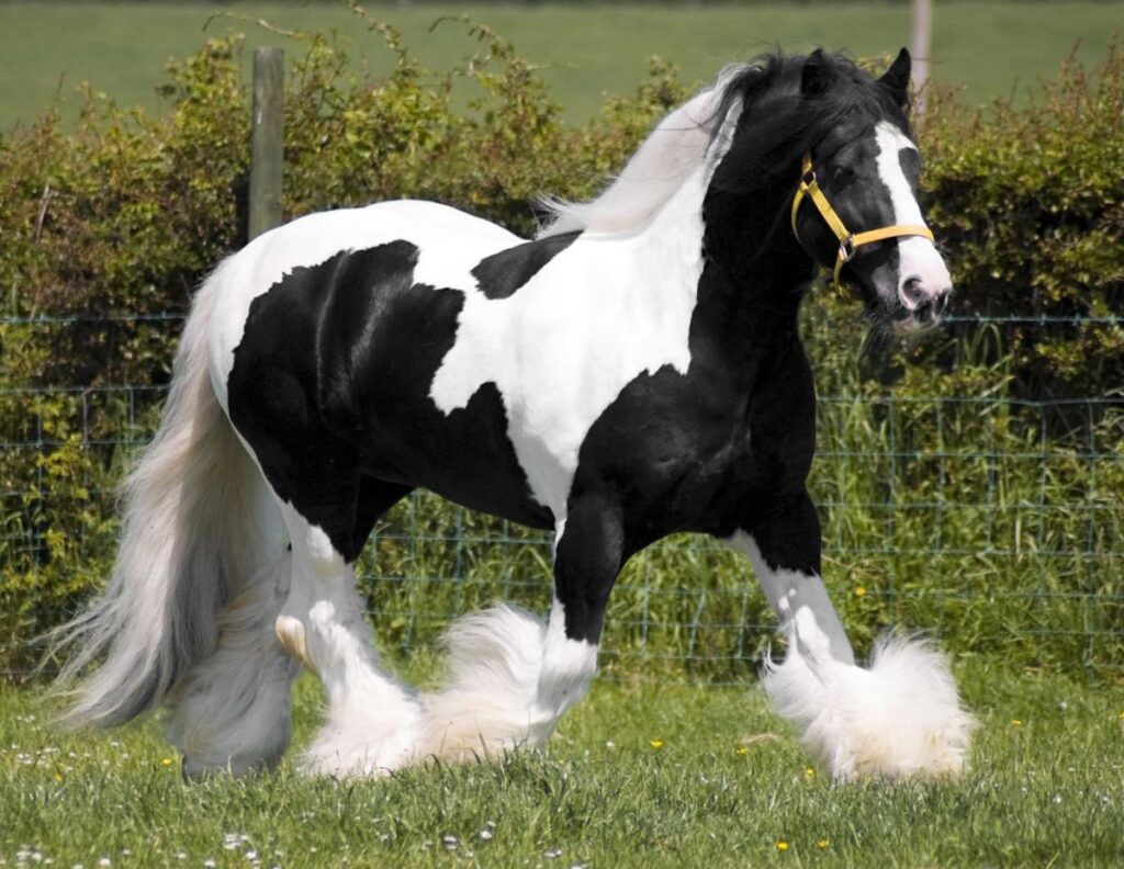 About Gypsy Horse All Info Gypsy Horse For Sale Adopt Gypsy Horse