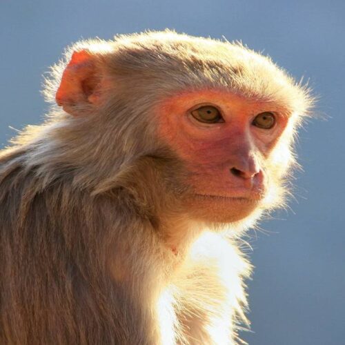 Macaque Monkey For Sale - Adopt Macaque Monkey - Macaque Monkey