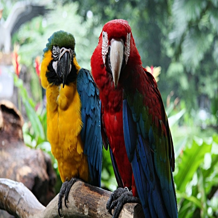 Macaw Parrot For Sale - Adopt Macaw Parrot - Order Macaw Parrot