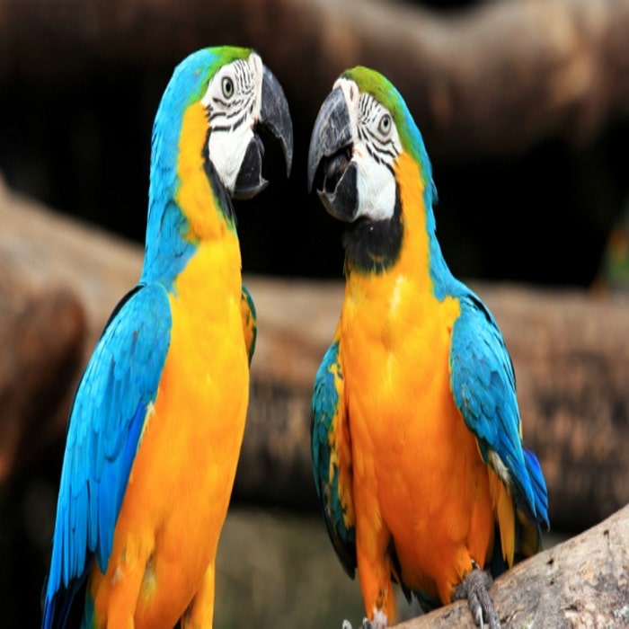 Macaw Parrot For Sale - Adopt Macaw Parrot - Order Macaw Parrot