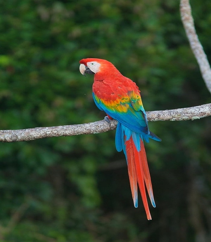 Macaw Parrot For Sale3