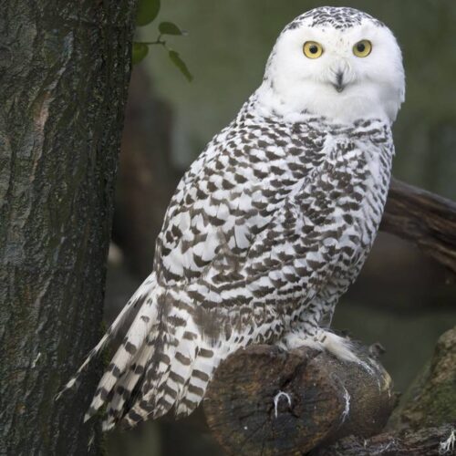 snowy-owl-for-sale-buy-snowy-owl-online-adopt-snowy-owl-facts