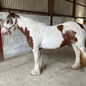 Gypsy Horse For Sale