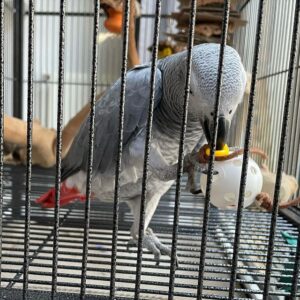 African Grey Parrot for sale