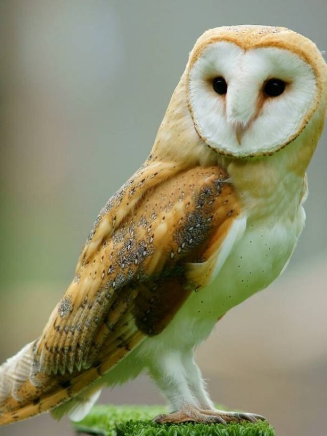 7 FUN FACTS ABOUT EXOTIC PETS