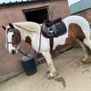 Friesian Horses For Sale