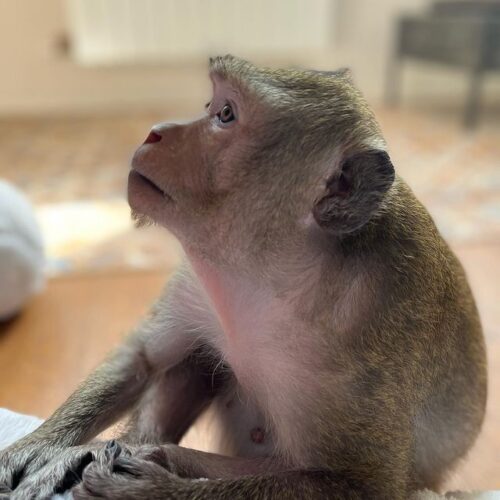 Macaque Monkey For Sale - Adopt Macaque Monkey - Macaque Monkey