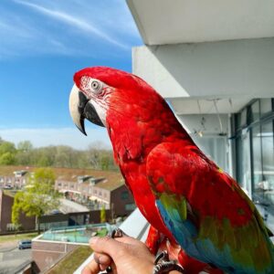 Macaw Parrot for sale