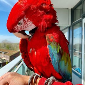 Macaw Parrot for sale