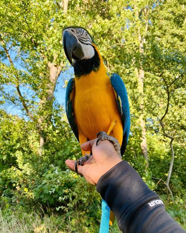 Macaw Parrot for sale