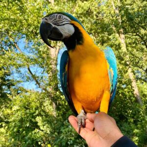 Macaw Parrot for sale