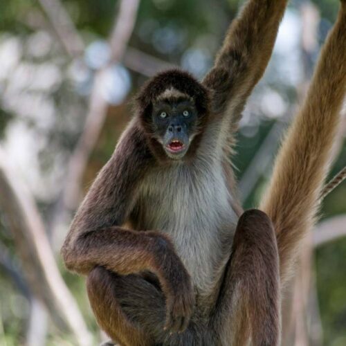 spider-monkey-for-sale-adopt-spider-monkey-spider-monkey