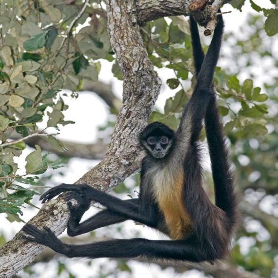 Spider Monkey For Sale - Adopt Spider Monkey - Spider Monkey