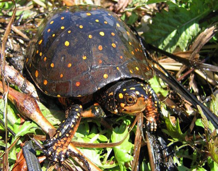 spotted-turtle-for-sale-buy-spotted-turtle-adopt-spotted-turtle-now