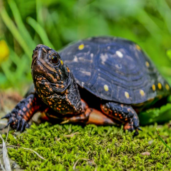 Spotted Turtle For Sale - Buy Spotted Turtle - Adopt Spotted Turtle Now