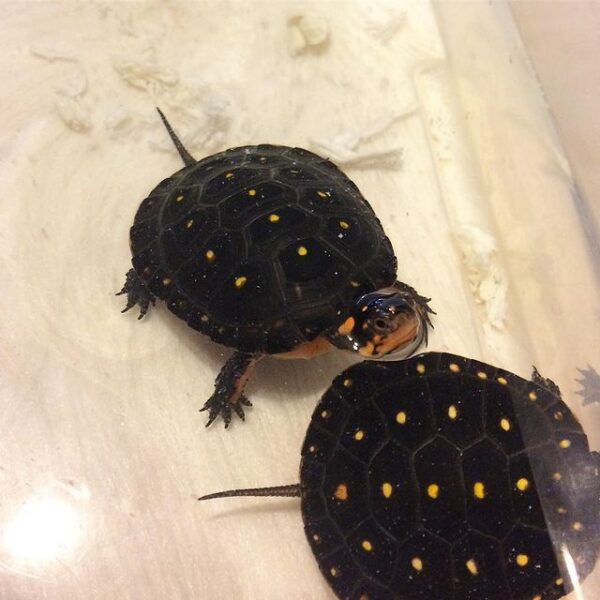 Spotted Turtle For Sale - Buy Spotted Turtle - Adopt Spotted Turtle Now