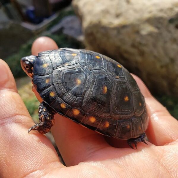 Spotted Turtle For Sale - Buy Spotted Turtle - Adopt Spotted Turtle Now