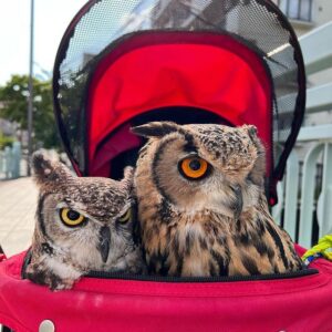 Owl-all-exotic-pets