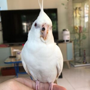 Cockatiel Parrot for sale