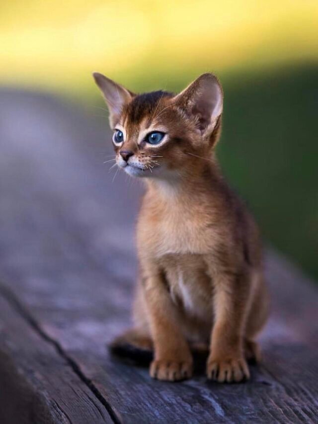 See 11 Most Loved  & Popular Cat Breeds
