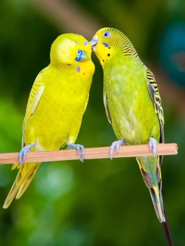 SEE 11 MOST LOVED & POPULAR PARROT BREEDS