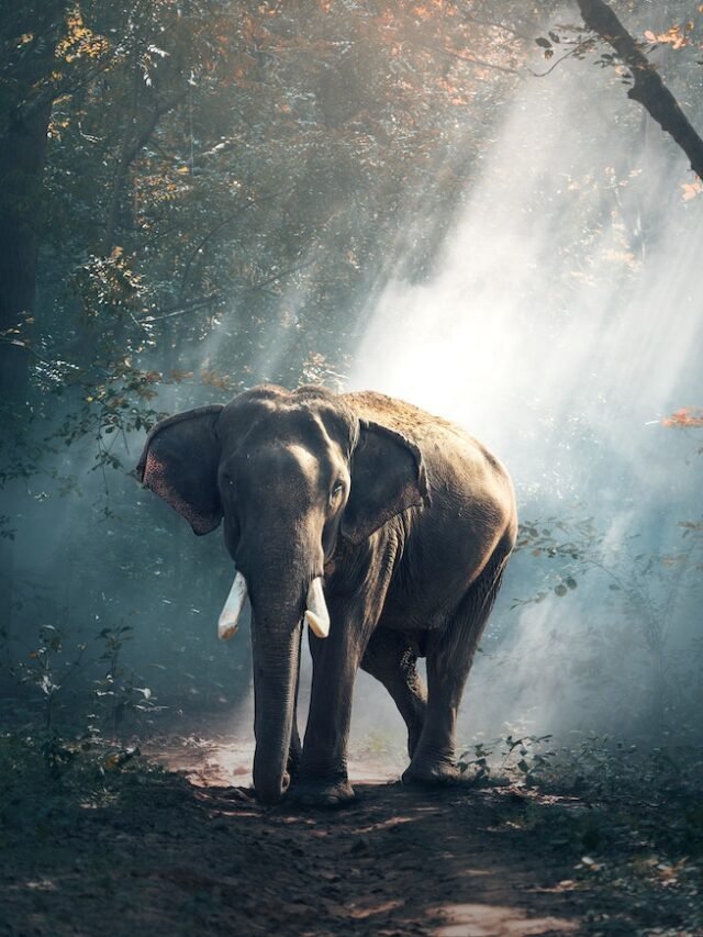 See Top 11 Most Loved Animals of 2022 in the World