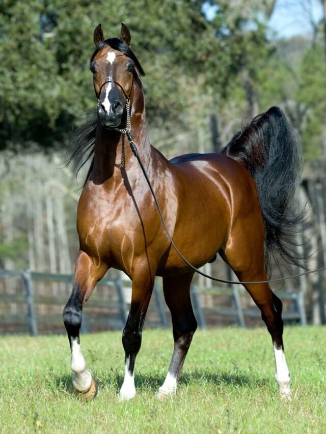 SEE 11 MOST LOVED & POPULAR HORSE BREEDS