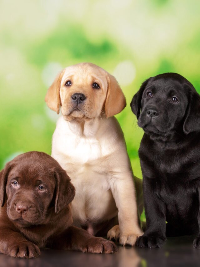 Top 11 Most Popular Dog Breeds of 2022 in the World.