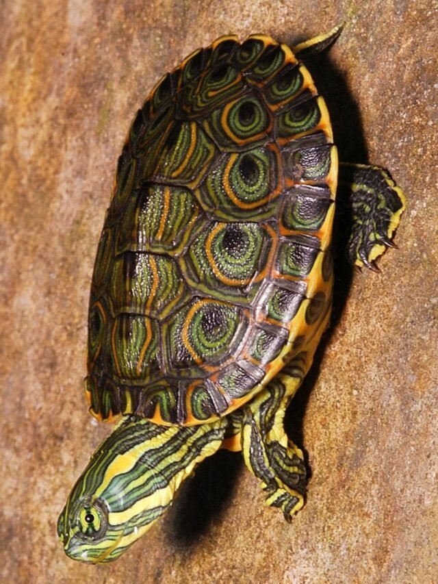 SEE 11 MOST LOVED & POPULAR TURTLE BREEDS FACTS AT A GLANCE