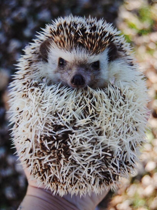 SEE 12 UNIQUE & RARE EXOTIC PETS IN THE WORLD