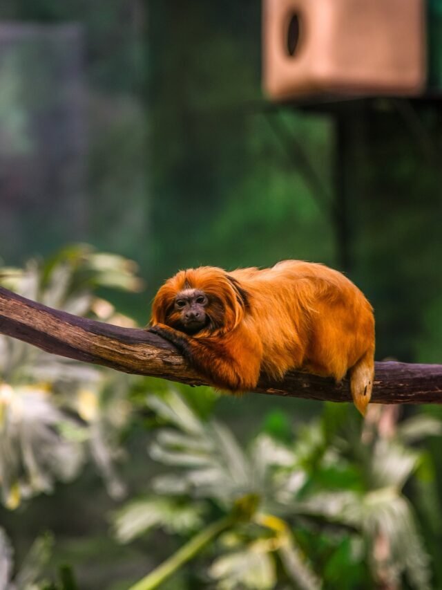 11 Most Popular Monkeys Breeds in the World