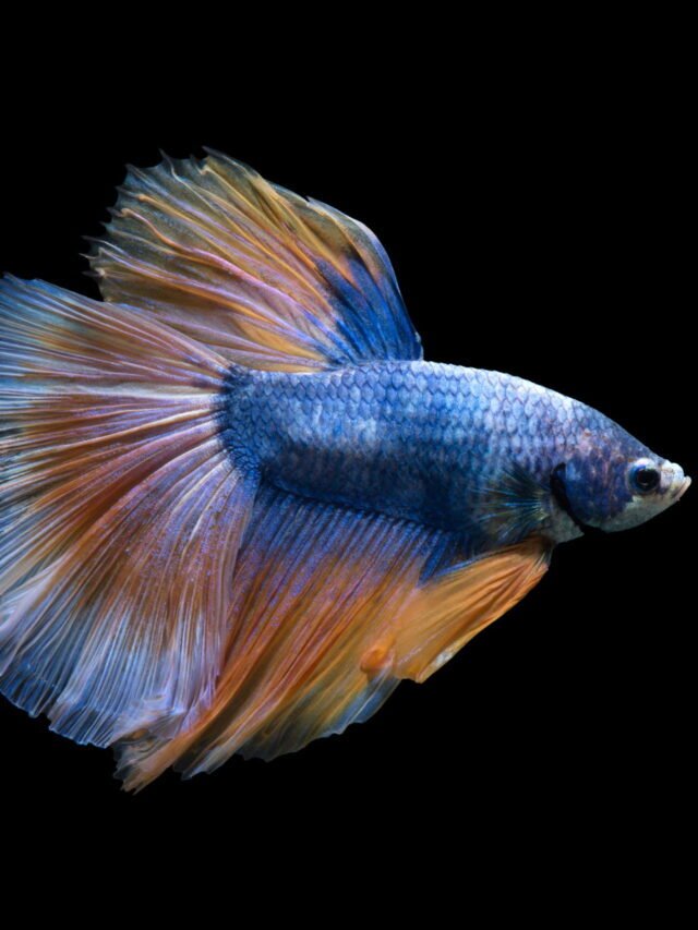 SEE TOP 11 PET BETTA FISH FACTS & TIPS