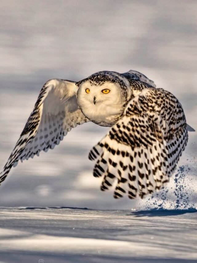 Did you know these 7 Facts about Snowy Owl?