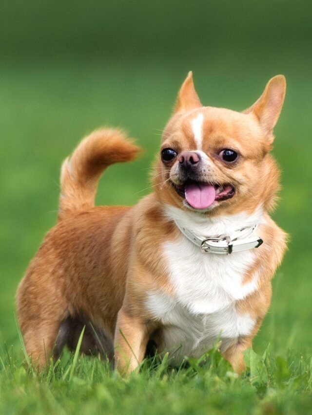 Unknown Facts About Chihuahua Puppies