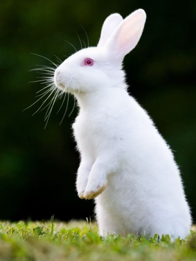 Top 7  Rabbit Breeds That You Will Love Most