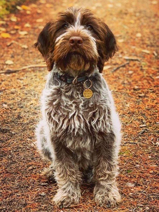 Amazing Facts About Wirehaired Pointing Griffons