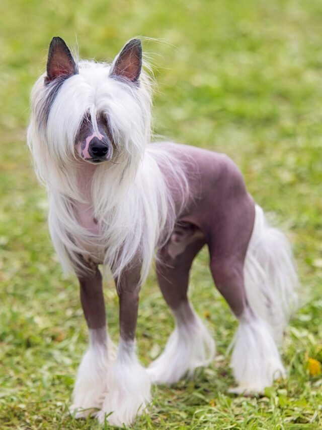 Best Female Dog Name You Will Loved Too