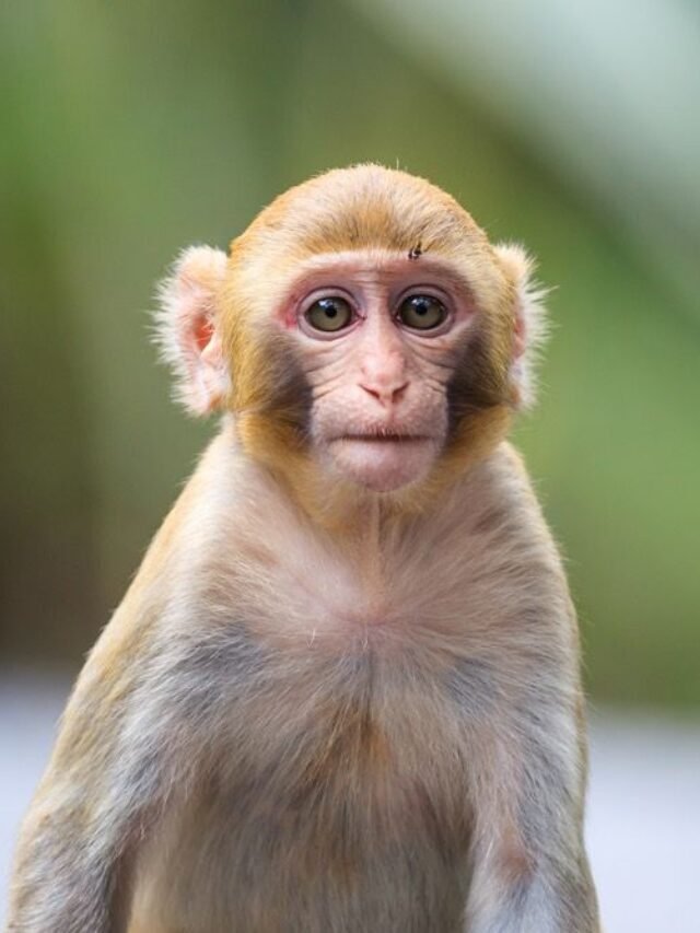 DID YOU KNOW  11 MACAQUE MONKEY FACTS