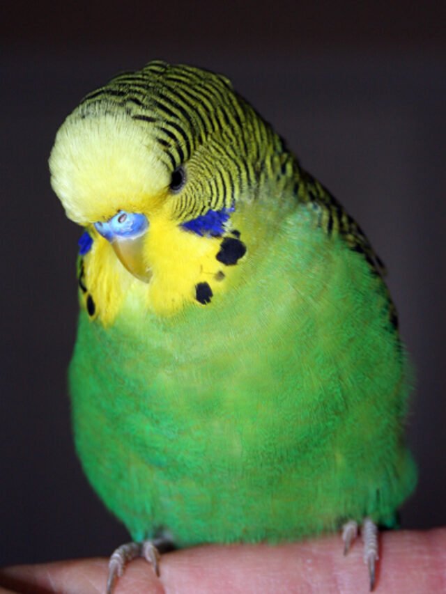 You Must Know Types of Budgie Colors