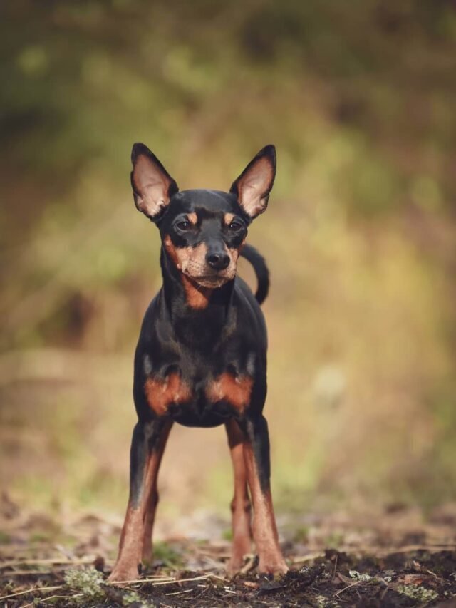 Popular Thanksgiving Female Dog Names