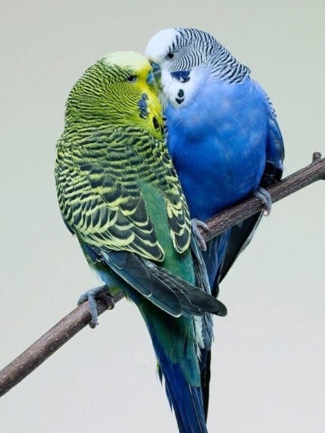 Top 10 Best Pet Birds You Must Know