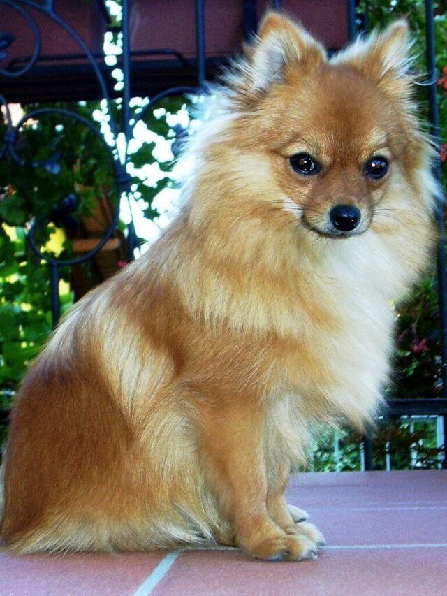 Top 10 Small Dog Breeds You Must Know