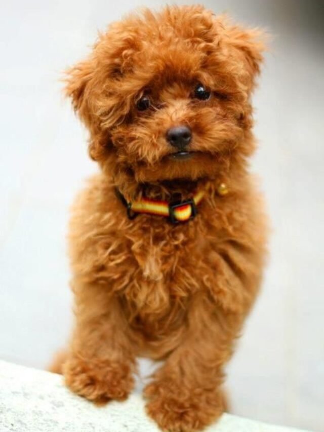 Most Interesting Poodle Puppies Facts & Price