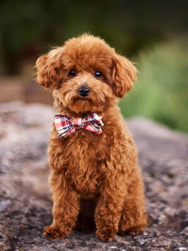 Best Male Dog Name You Will Loved Too