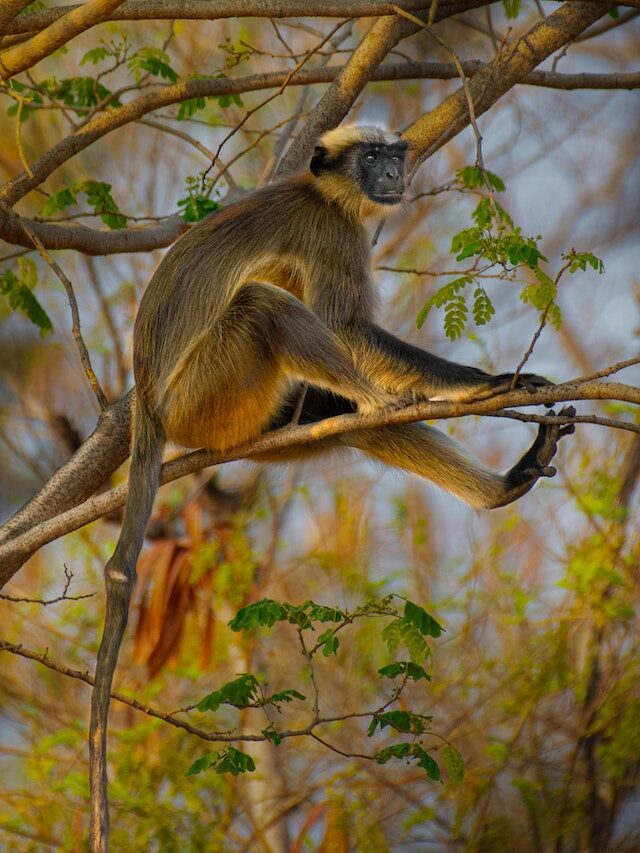 SEE 11 INTRESTING FACTS ABOUT SPIDER MONKEY